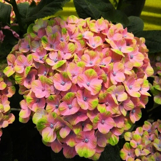 Гортензия крупнолистная Xian Гортензия крупнолистная Xian