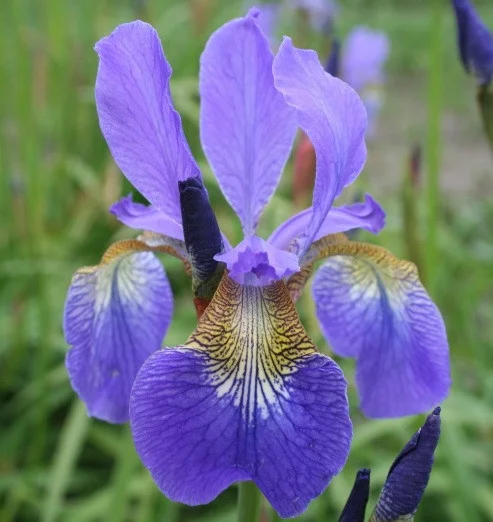 Ирис сибирский Blue Moon Ирис сибирский Blue Moon