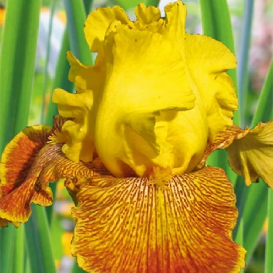 Ирис германский Helge Ирис германский Helge