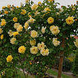 Роза плетистая Голден Шауерс