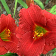 Лилейник гибридный Силоам Ред Той