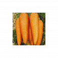 Морковь  Флакке Королева осени