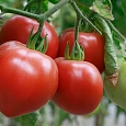 Томат Сердце Сибири