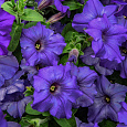 Петуния гибридная Трилоджи Блю