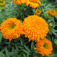 Бархатцы прямостоячие Купид голден оранж