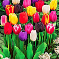 Тюльпан многоцветковый "Весенняя палитра"  смесь сортов