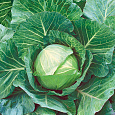 Капуста Белокочанная Нозоми F1