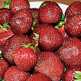 Земляника садовая Полка