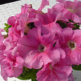 Петуния грандифлора Лимбо Джи Пи	Роуз Вейнед