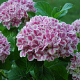 Гортензия крупнолистовая Пепперминт