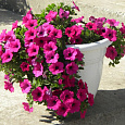 Петуния ампельная Эксплорер Маджента