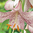 Лилия лонгифлорум Ланкон