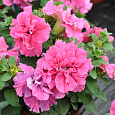 Петуния махровая	Дабл каскад пинк