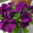 Петуния грандифлора Лимбо Джи Пи	Дип Парпл