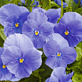 Виола крупноцветковая Дельта Тру Блю