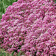 Алиссум Розовая королева