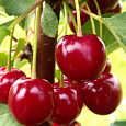 Вишня обыкновенная Апухтинская
