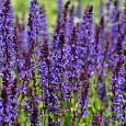 Сальвия дубравная Блаукенигин