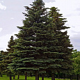 Ель обыкновенная
