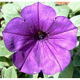 Петуния грандифлора Игл Плам Вейн