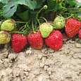 Земляника садовая Симфония
