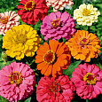 Цинния лиллипут Смесь окрасок