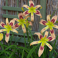 Лилейник гибридный Wild and Wonderful