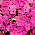 Петуния ампельная F1 Шок Вейв Пинк Шейдес
