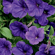 Петуния грандифлора Суперкаскад Блю