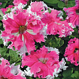 Петуния грандифлора фимбриата Каркулка
