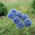 Лук декоративный Azureum