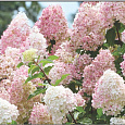 Гортензия метельчатая Диамантино
