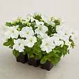 Петуния грандифлора Призм Вайт