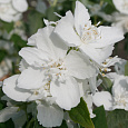 Чубушник (Жасмин садовый) Mrs E.L. Robinson