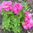 Петуния махровая	Дабл каскад пинк
