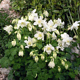Аквилегия гибридная Спринг Мэджик Вайт