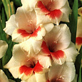 Гладиолус гибридный Mary Housley
