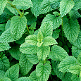 Мелисса лекарственная Кадриль