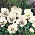 Виола крупноцветковая Кетс Вайт