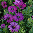 Остеоспермум Акилла Парпл