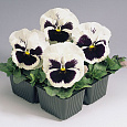 Виола крупноцветковая Инспайер Плюс Вайт Блотч