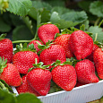 Земляника садовая Элианни