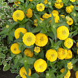Цинния низкорослая Фея Желтая