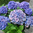 Гортензия крупнолистовая Блау Цверг