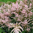 Астильба простолистная Энни Граафланд Астильба простолистная Энни Граафланд