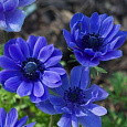 Анемона корончатая махровая Блу