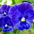 Виола крупноцветковая Инспайер Плюс Тру Блю