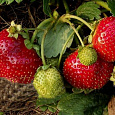 Земляника (Клубника) Русский Размер F1