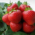 Земляника садовая Вэлери