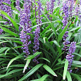 Лириопе мускари Big Blue
